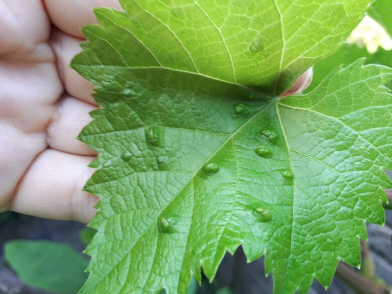 ブドウハモグリダニの被害　葉の表